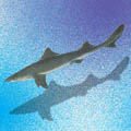 колючая акула 6 букв img-1