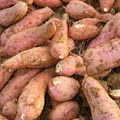 Тропическая картошка, 4 (четыре) буквы - Кроссворды и сканворды