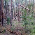 Шишкина «Лес, Поваленный Ветром» - ответ на кроссворд и сканворд