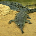 Крокодил с узкой мордой, 6 букв - сканворды и кроссворды