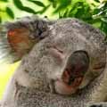 КОАЛА