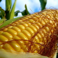 КУКУРУЗА