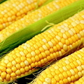 КУКУРУЗА