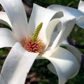 Дерево с душистыми цветками — 6 букв сканворд