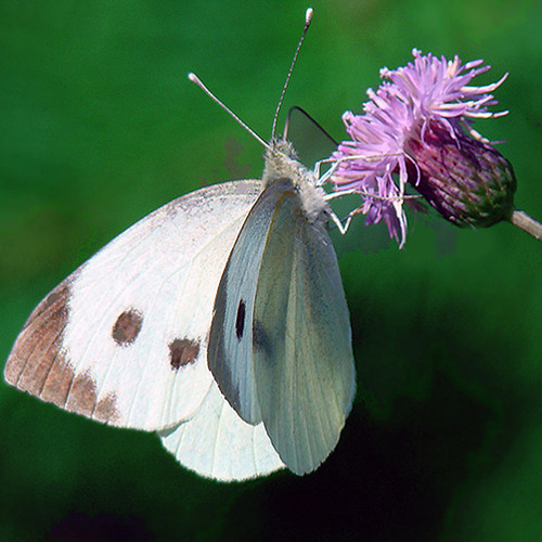 Большая красивая бабочка
