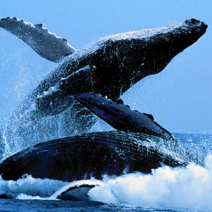 кит на который запрещена охота