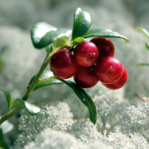 Колючая лесная ягода — 7 букв сканворд