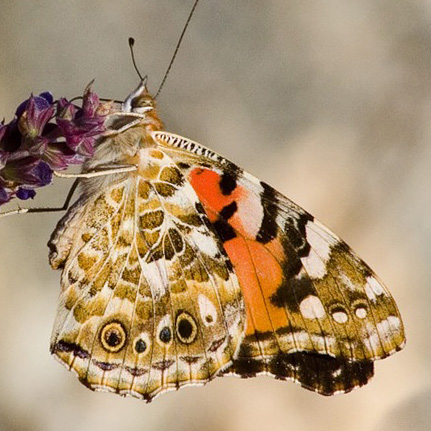 Дневная бабочка, булавоусая (Южная Америка), 8 (восемь) букв - Кроссворды и сканворды