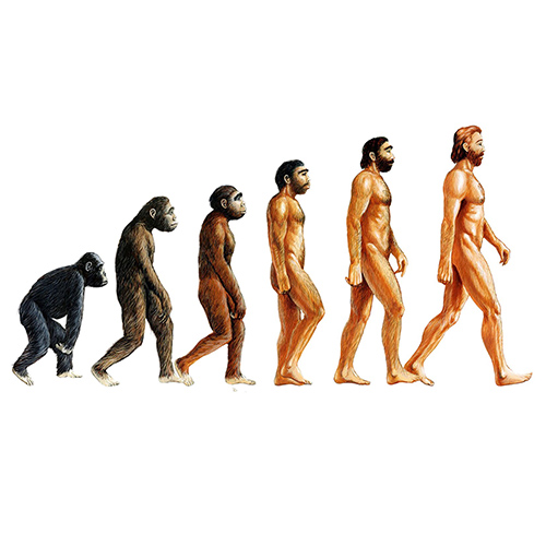 Эволюция обезьяны в человека фото