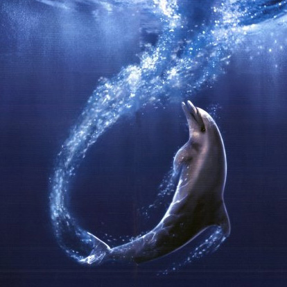Белобрюхий дельфин, 7 букв
