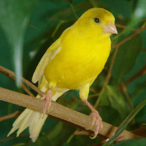 Желтая птица в клетке — 9 букв сканворд