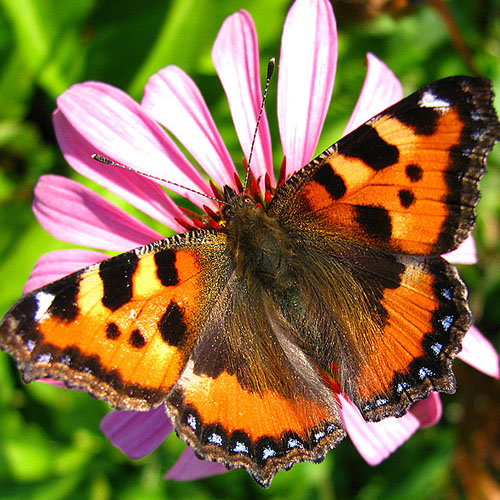 Дневная бабочка, булавоусая (Южная Америка)