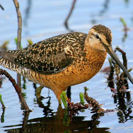 Птица которая хвалит болото — 5 букв сканворд