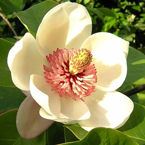 7 цветов, которые создадут неповторимый аромат летом