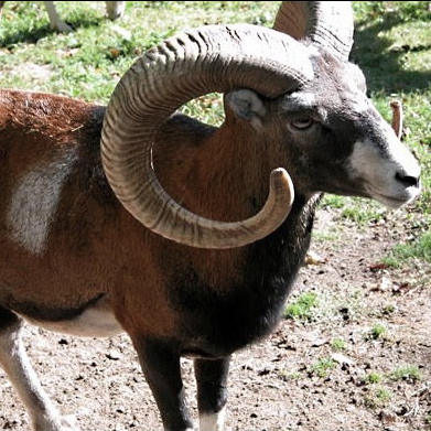 Дикий баран 6. Муфлон предок овец. Горный баран муфлон. Европейский муфлон.