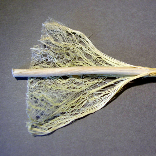 прядильное волокно из стеблей конопли