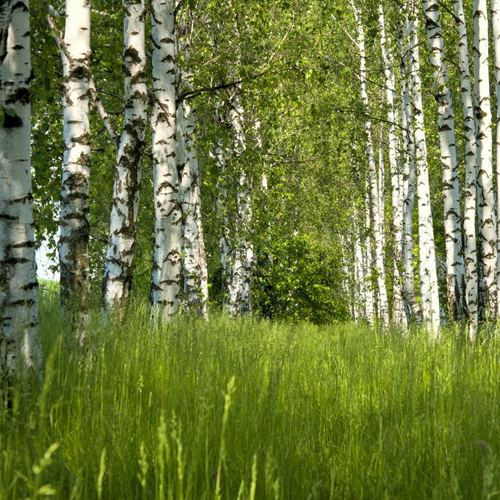 Слово роща. Березовая роща 32. Роща Палома. Сиреневый березовый лесок. Birch Grove.