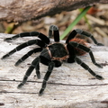 Ядовитый паук — 8 букв сканворд