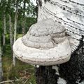 Трубчатый гриб, растущий на деревьях