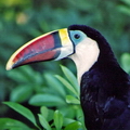 Шумная птица из тропиков — 5 букв сканворд