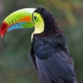 Тропическая птица, перцеед